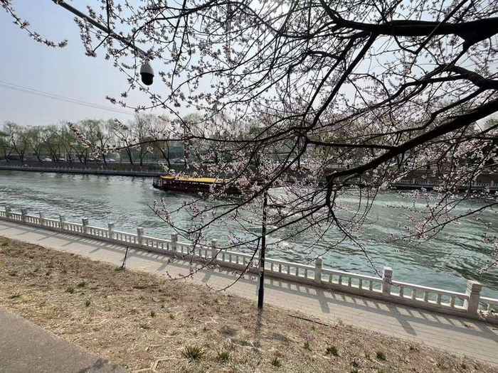 长春桥地铁站旁，桃花与游船构成春日美景。新京报记者 吴婷婷 摄
