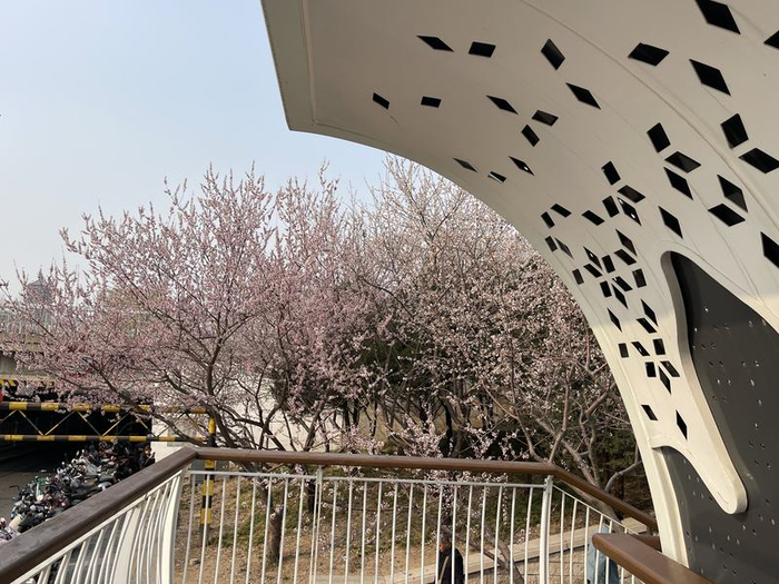 西钓鱼台地铁站外的桃花。新京报记者 吴婷婷 摄