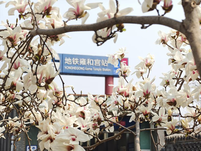 雍和宫地铁站外，玉兰花绽放。新京报记者 王巍 摄