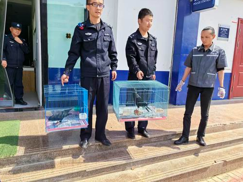 救护红嘴山鸦。图片由青海省林业和草原局野生动植物保护处提供