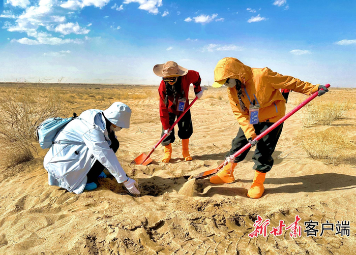 志愿者在栽植梭梭苗。本文图片均由新甘肃·甘肃日报记者 金奉乾摄