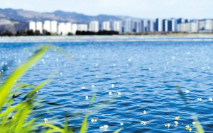 在草海大泊口水域，海菜花犹如点点星光洒在水面上。 记者赵伟/摄