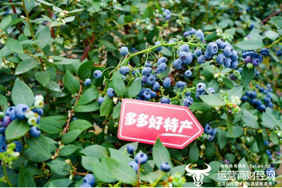 ▲过去一年，“多多好特产”走进上百个农产区，推动农特产业长效发展。（闵杉 摄）