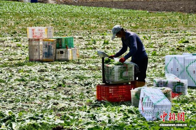 3月25日，菜农在福建省闽侯县南通镇蔬菜基地对采收的蔬菜进行称重分拣。中新社记者 王东明 摄