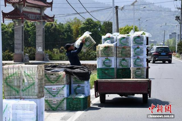 3月25日，菜农在福建省闽侯县南通镇蔬菜基地转运分拣好的蔬菜。中新社记者 王东明 摄