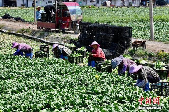 3月25日，菜农在福建省闽侯县南通镇蔬菜基地采摘蔬菜。中新社记者 王东明 摄