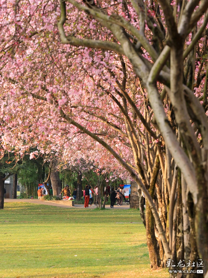 彩龙创作者@无违旅行