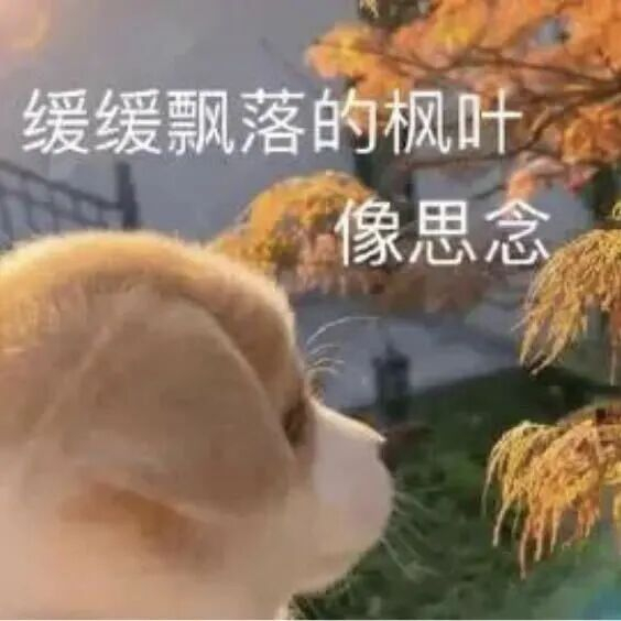 图片来源：网络表情包