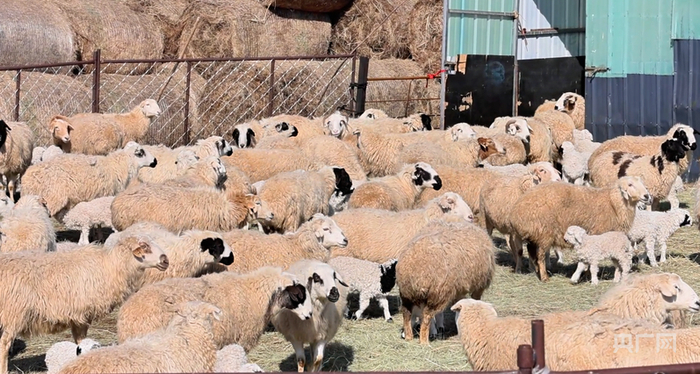 牧民家的羊羔（央广网发  张东阳  摄）