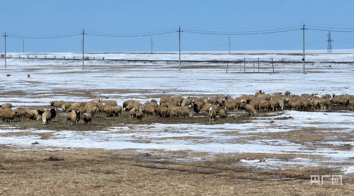呼伦贝尔草原迎来接羔保育的关键时节（央广网发  张东阳  摄）
