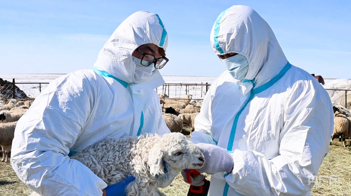 为新生羔羊佩戴电子耳标（央广网发  张曙亮  摄）