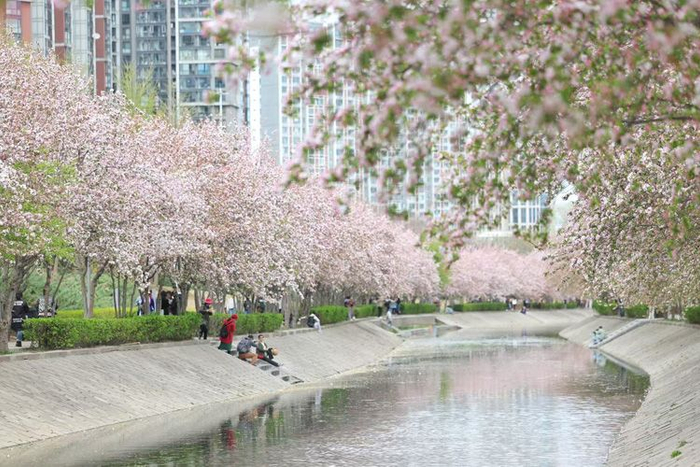 望京海棠花溪。资料图片/新京报记者 王飞 摄