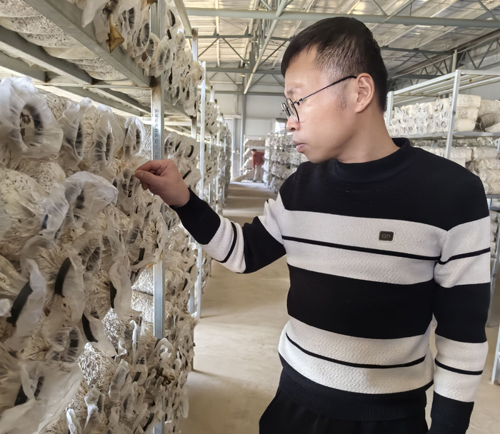 黄毅在郑旗乡蘑菇基地调研。