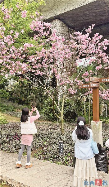 市民游客在大屏山郊野公园拍樱花。记者 颜司雅 摄
