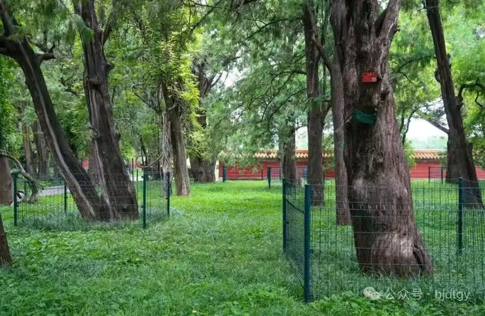 地坛公园认养树木（来源：地坛公园公众号）