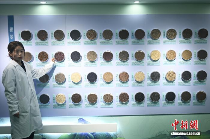 3月26日，在位于甘肃省定西市陇西县的国家药用植物种质资源库甘肃库内，工作人员展示种子资源墙。中新社记者 李亚龙 摄