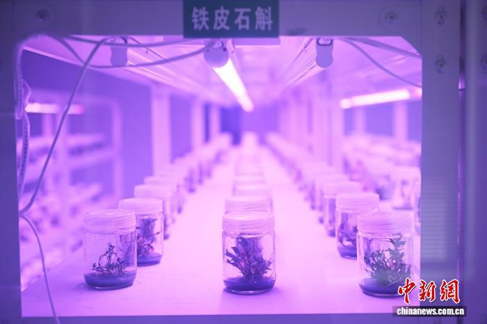 3月26日，在位于甘肃省定西市陇西县的国家药用植物种质资源库甘肃库组培室内培养的中药材。中新社记者 李亚龙 摄