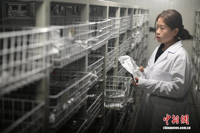 3月26日，在位于甘肃省定西市陇西县的国家药用植物种质资源库甘肃库内，工作人员人工核验检查种子。中新社记者 李亚龙 摄