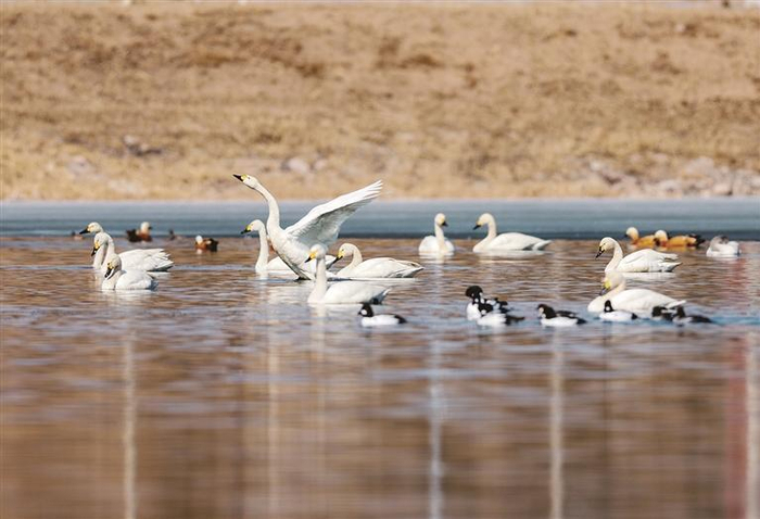 疣鼻天鹅“做客”大黑河郊野公园
