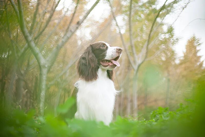 史宾格犬 资料图 视觉中国供图