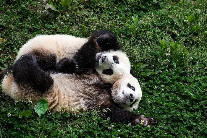 △卧龙中华大熊猫苑的熊猫宝宝