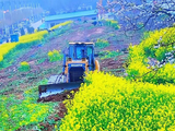 周口一油菜花田打卡地被推土机铲平，当地：系拆迁征收用地，居民不能私自种植