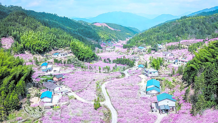 漫山遍野的桃花竞相绽放。炎宣 供图