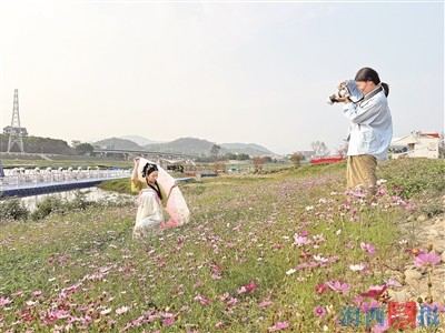 田洋村波斯菊盛开，吸引市民游客来拍照打卡。记者 林燕萍 摄
