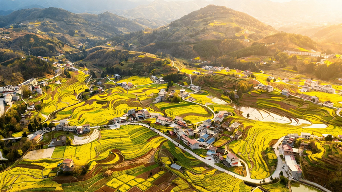 油菜花海与层层叠叠的梯田构成一幅秀美画卷（央广网发  文婷  摄）