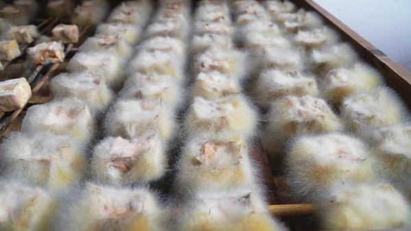 　　长出绒毛的毛豆腐。 本报通讯员 刘吉锋 摄