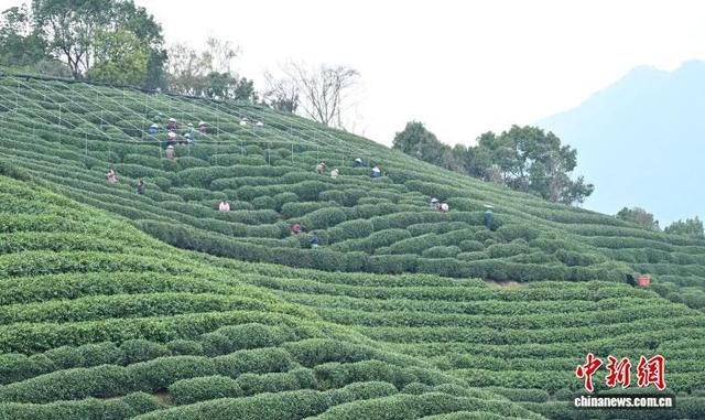 3月27日，不少采茶工在茶山上采摘龙井茶。中新社记者 王刚 摄