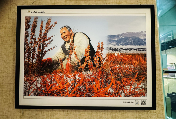 展出的摄影作品《冬季沙棘果采摘》。李萍 摄