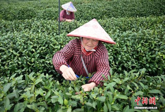 3月27日，采茶工在龙井茶园内采摘龙井茶。中新社记者 王刚 摄