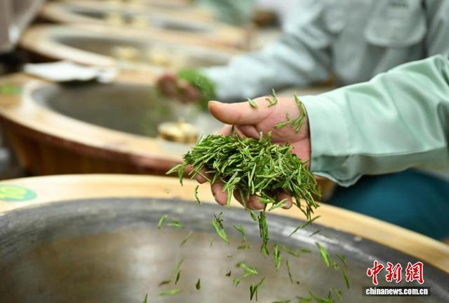 3月27日，杭州顶峰茶业的炒茶师进行传统手工炒茶。中新社记者 王刚 摄