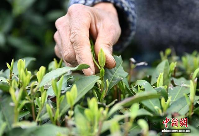 3月27日，采茶工摘下龙井茶的嫩芽。中新社记者 王刚 摄