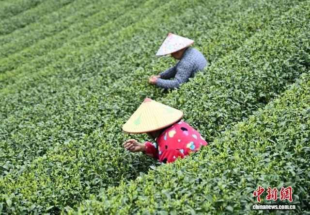 3月27日，两名采茶工采摘西湖龙井茶。中新社记者 王刚 摄