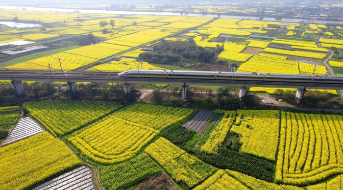 在沪昆高铁上运行的列车驶过铺满油菜花的田野