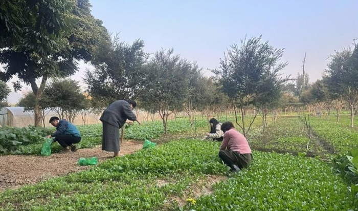 市民在福建福州的“共享菜园”里体验农耕乐趣。新华社发（何丹莹 摄）