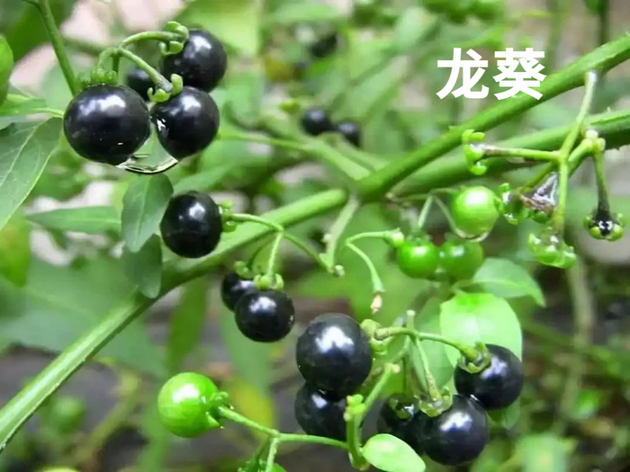 图片来源：南昌疾控 