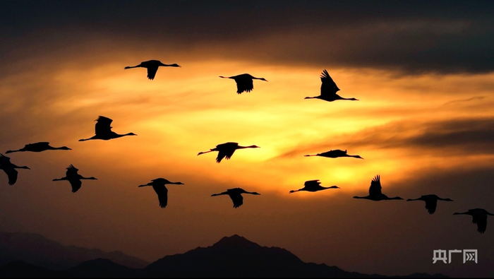 灰鹤身影与高原天空构成完美画卷（央广网记者  张海东  摄）