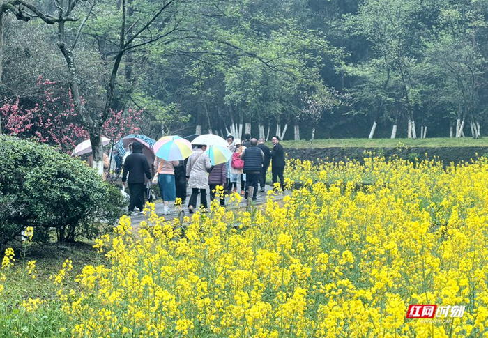 游客游览桃花源景区。