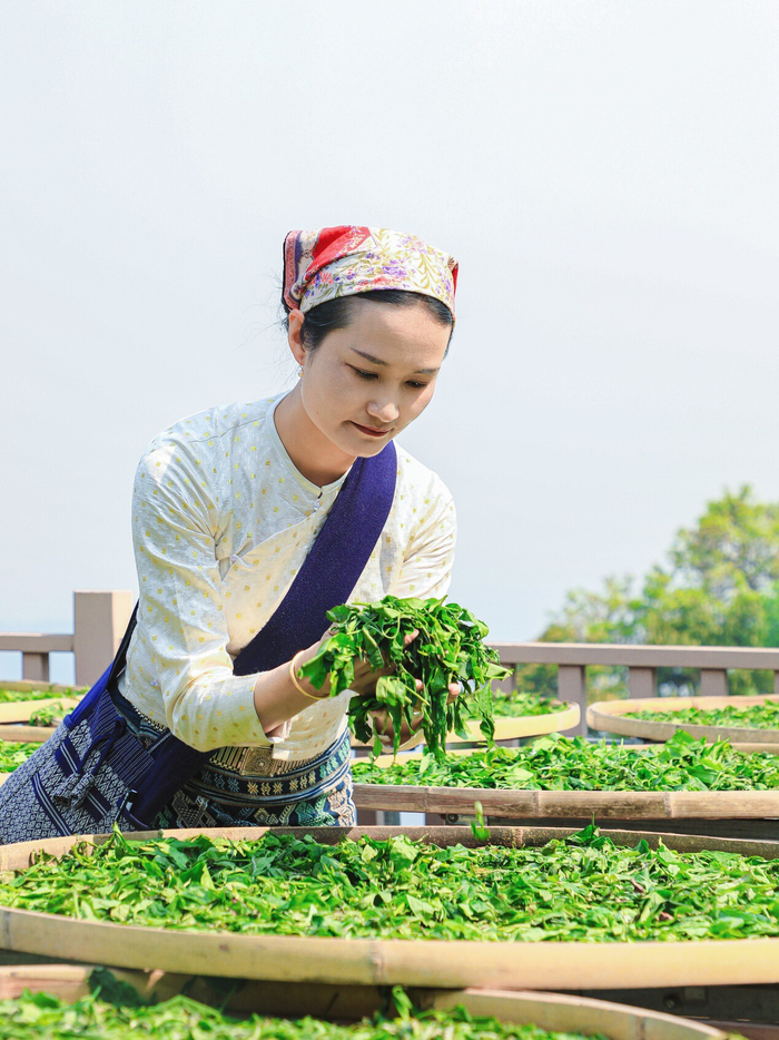 澜沧县惠民镇政府/供图