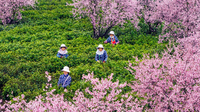 采茶工背着竹篓，在茶田里采摘芽叶（央广网发  朱红生  摄）