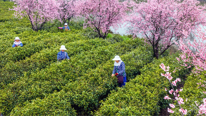 采茶工背着竹篓，在茶田里采摘芽叶（央广网发  张福敏  摄）