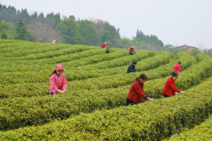 　　游客在陆泉生态茶园体验茶叶采摘。新华社发
