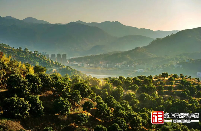 闽清白河江橄榄基地。闽清县委宣传部供图