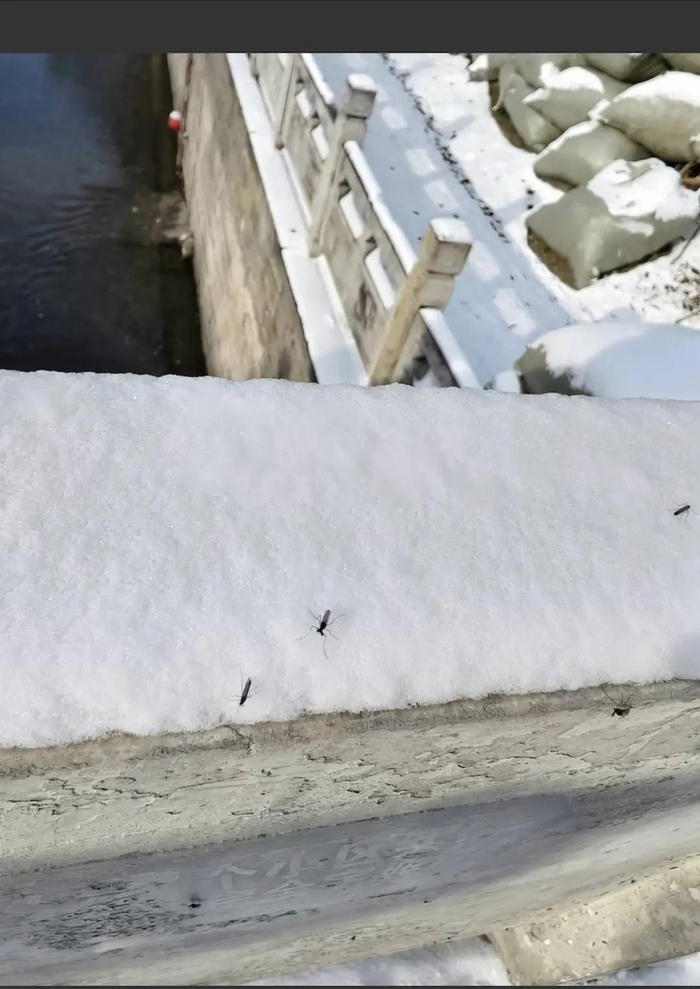 网友拍到北京雪地里有蚊子