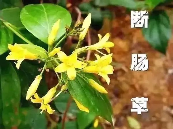 图片来源：广东疾控 