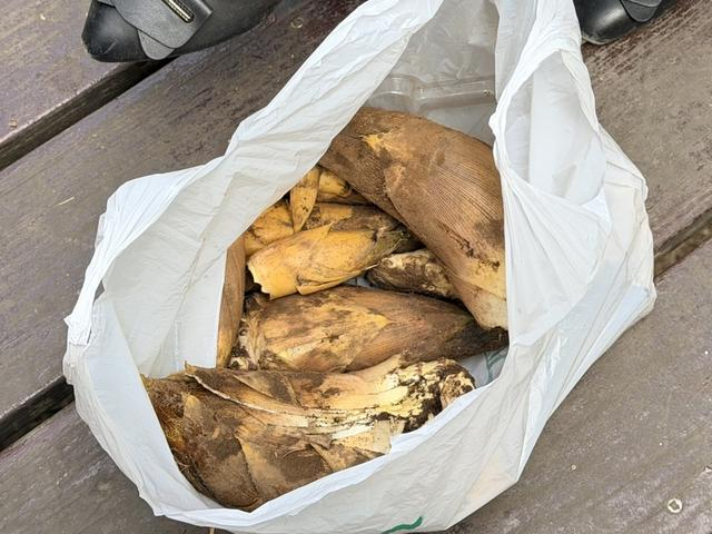 游客挖到的笋。李昂 摄