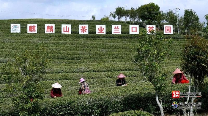 麒麟山茶业基地。闽清县融媒体中心供图